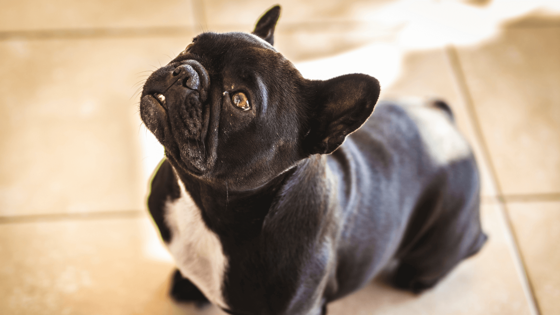 Dog Wellness Appointment Form Vet In Centralia, MO 65240