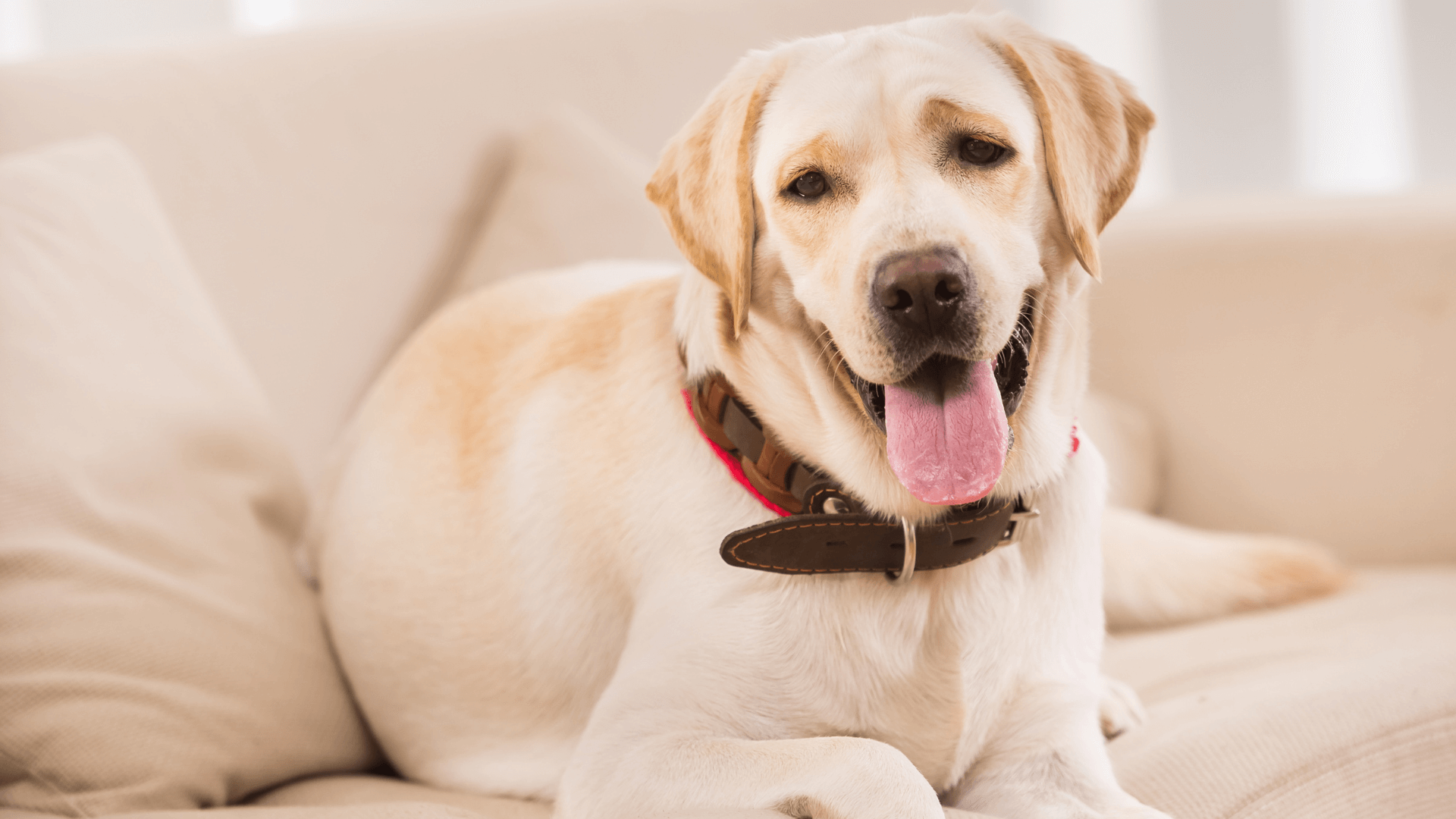 New Client Form Vet In Centralia, MO 65240